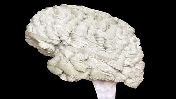 3D printed brain: time lapse
