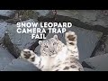 Funny snow leopard camera trap fail  animals on cctv