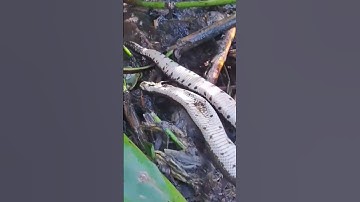 bắt được rắn ri cá #shorts