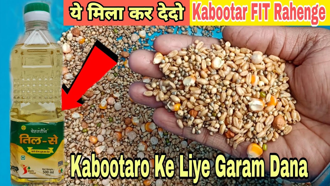 Kabootar Ke Liye Garam Dana 