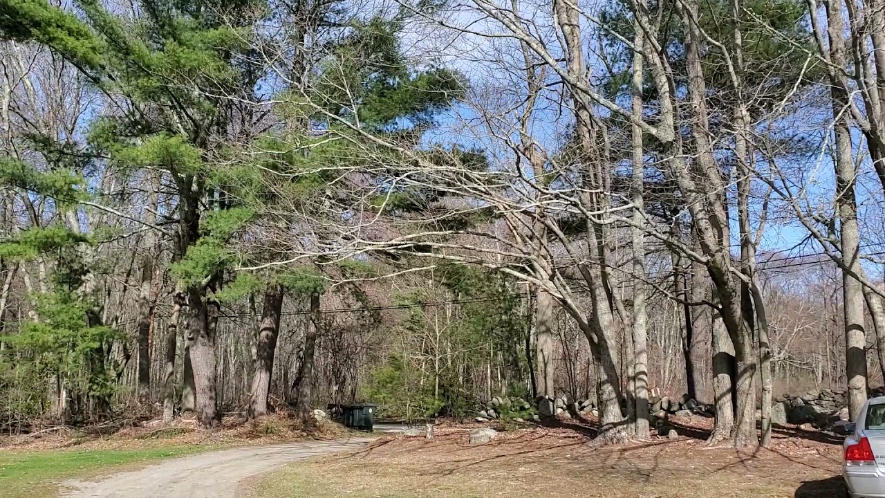 Maple Tree ID - Flowers