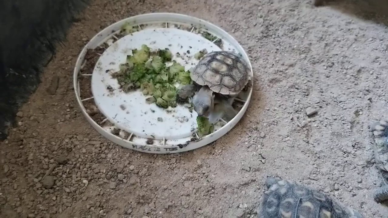 Baby Tortoise eating broccoli YouTube