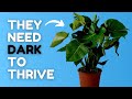 10 expert plant care tips i wish i knew 5 years ago