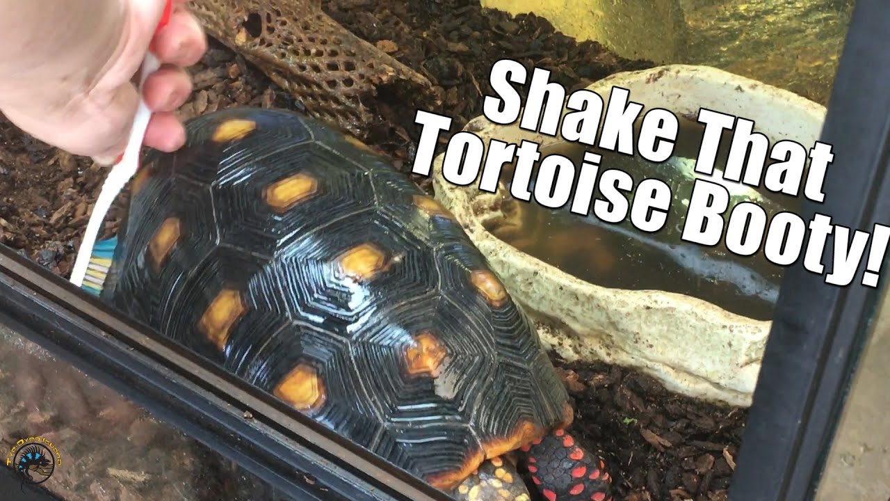 How to Get a Tortoise to Shake Its Booty! 🐢 - YouTube