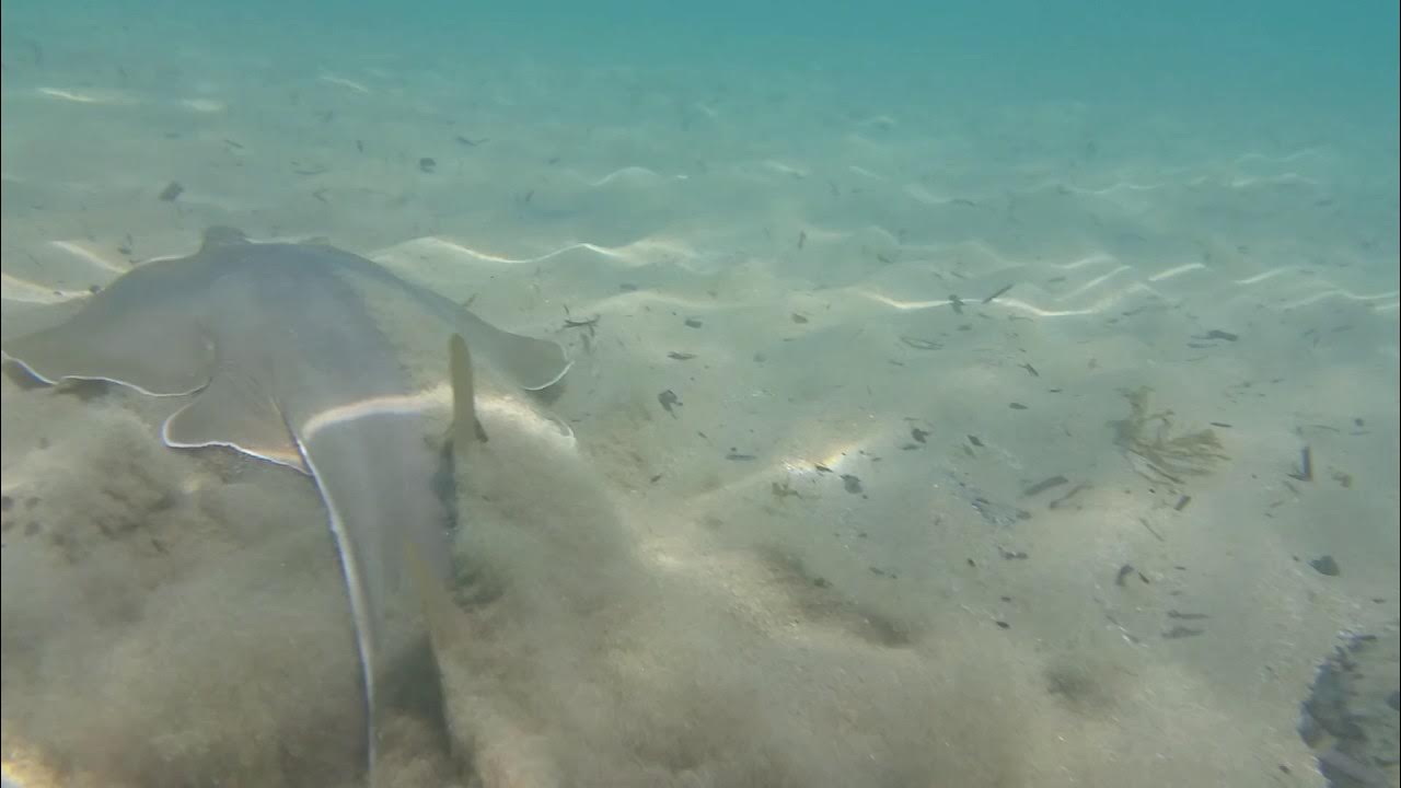 Акулы в средиземном море у берегов. Акулы средиземного моря. Обитатели средиземного моря в турции белек. Акулы электростанция хадера. Акулы в средиземном море у берегов.