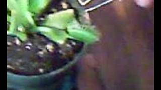 Venus Flytrap Eats Cricket Part 2
