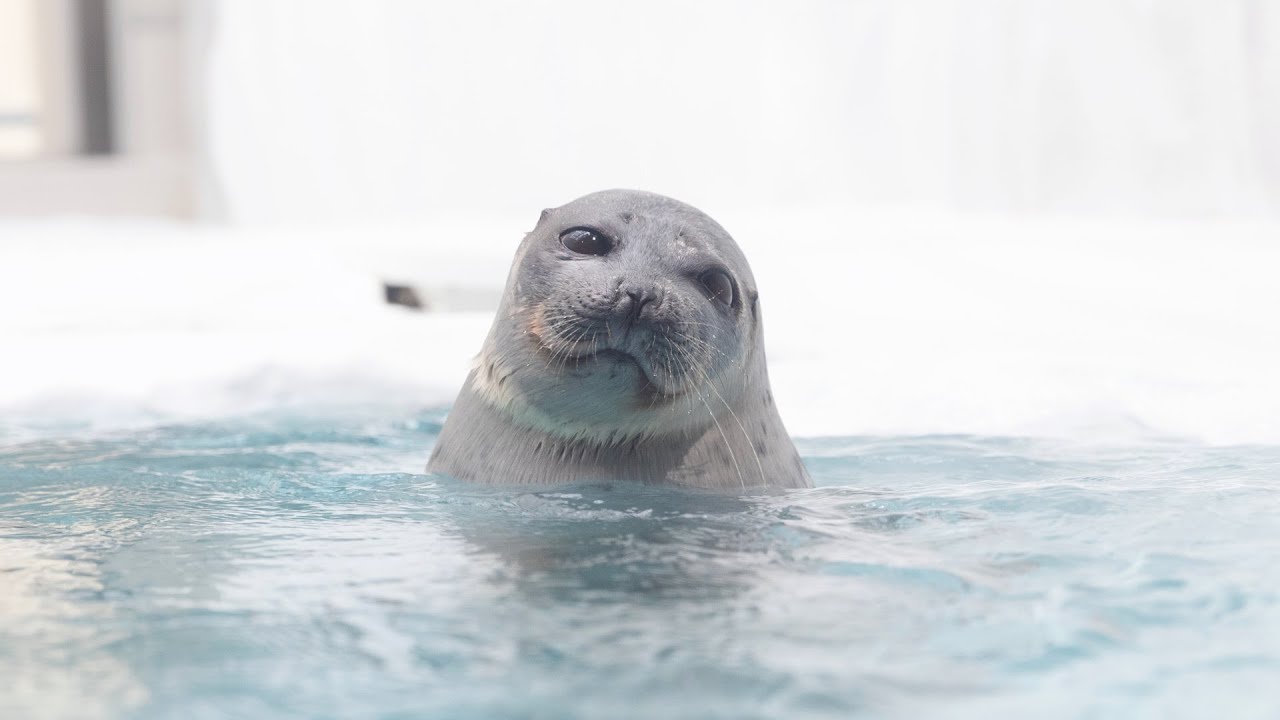 まるすぎるアザラシ 見返り美人 Ringed Seal Arare Youtube
