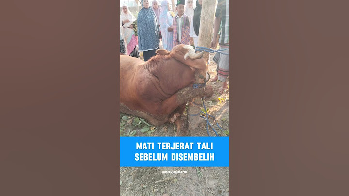 Sapi Qurban Mati Sebelum Disembelih🥲