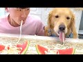 Funny Video/I can’t stop Laughing with these dogs の動画、YouTube動画。