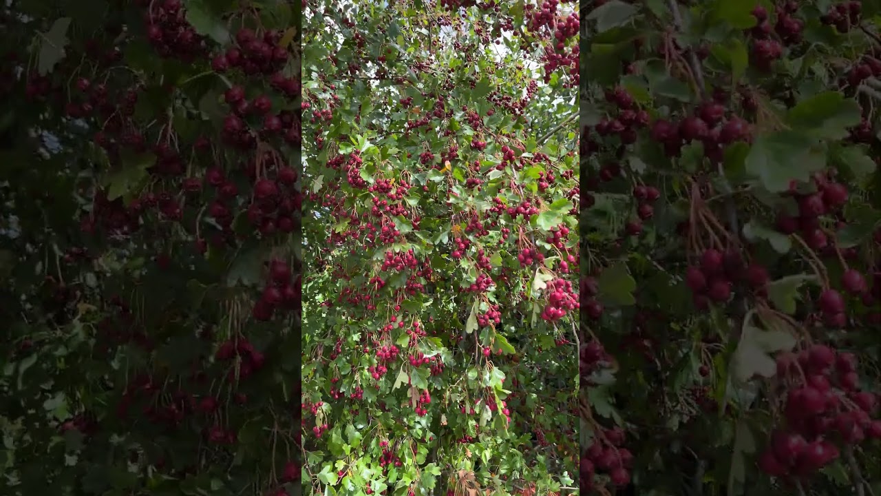 Common hawthorn - twigs, leaves & fruit - August 2025