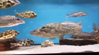 Nimbochromis Linni, Cheilochromis Euchilus, Nimbochromis Livingstonii -Treff Cichlidenfest 2018