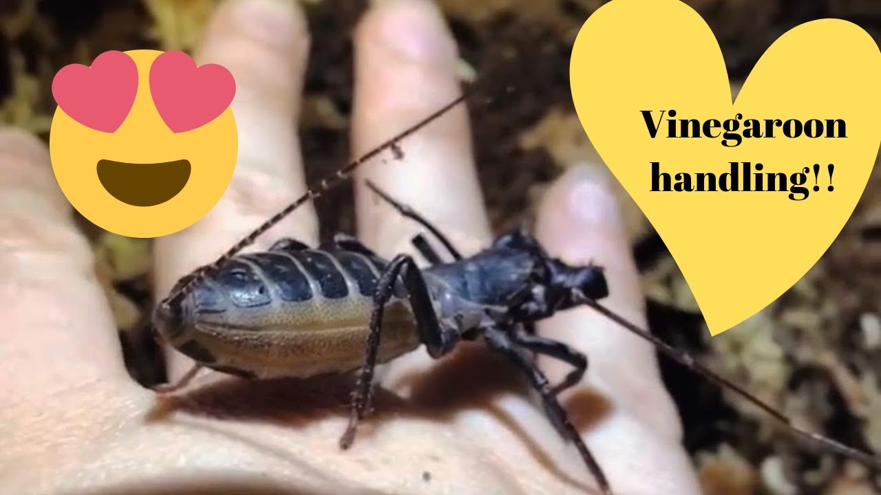 petco hours Vinegaroon upgrade/handling