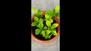 How to grow lemon tree from seeds at home #grow_lemon_tree_from_seeds