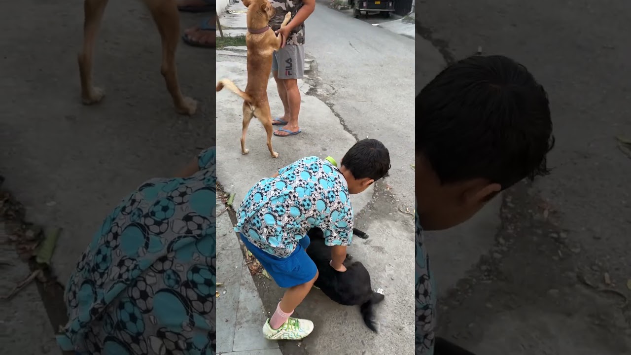 Street dog lover 🐶 | Dehradun city 