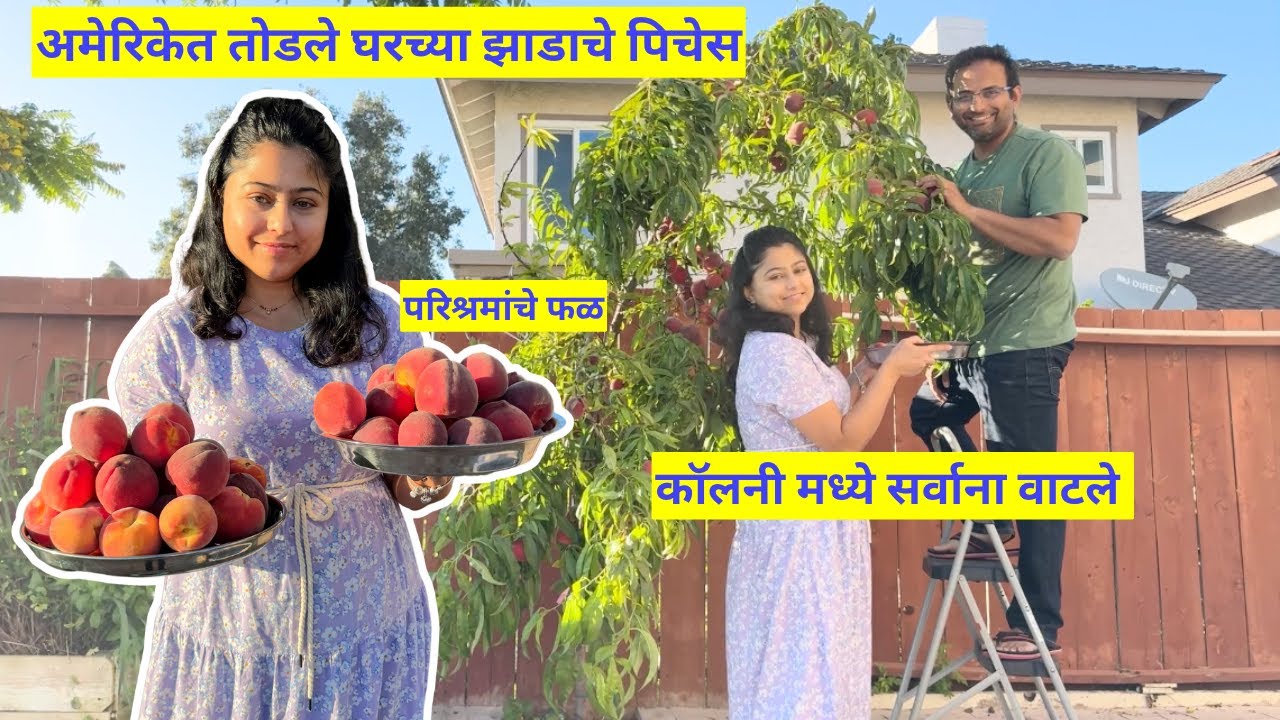 अमेरिकेत तोडले घरच्या झाडाचे पिचेस | परिश्रमांचे फळ | Peach Harvest in America | मराठी vlog