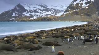 Time lapse of fast running king penguins at Salisbury Plain on South Georgia Island