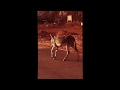 اول مره اشوف حمار عندها نفسيه