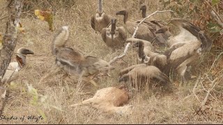 Vultures vs Jackal vs Hyena