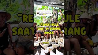 The Reaction Of A Foreign People When Attacked By A Group Of Swans foreigner fyp viralshorts 