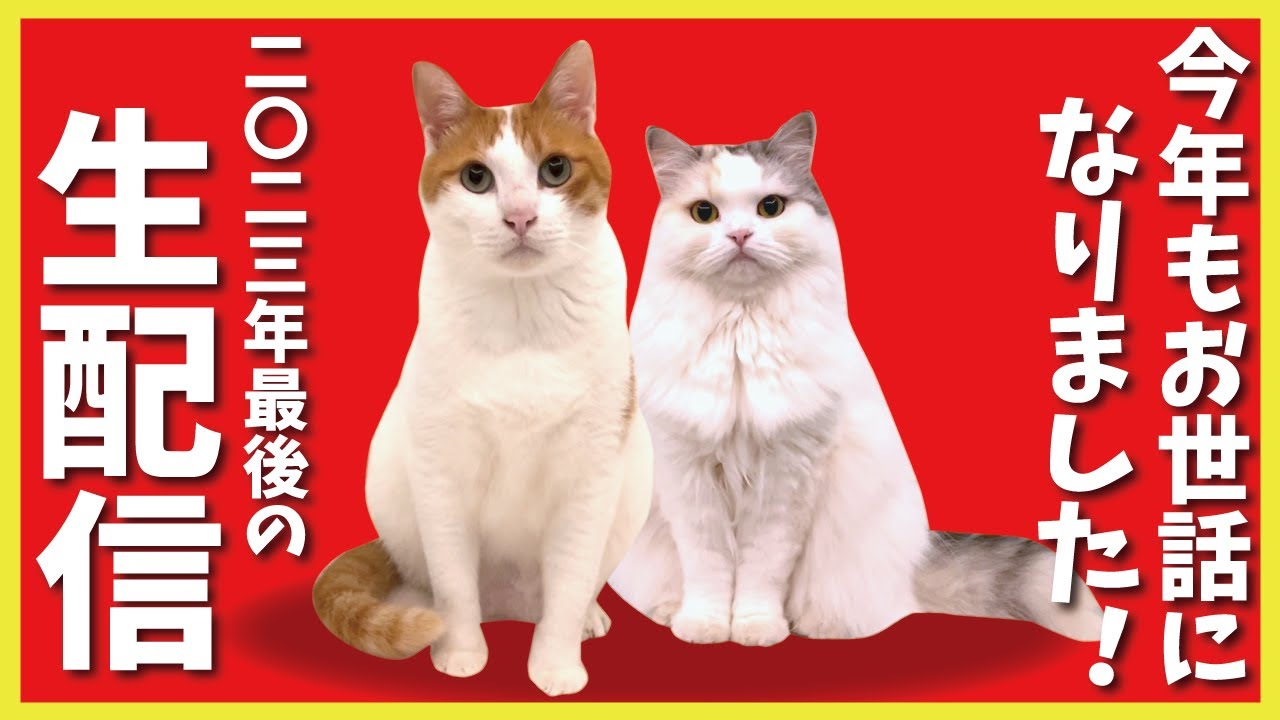 Year-end live stream chatting with a Kansai-dialect-speaking cat