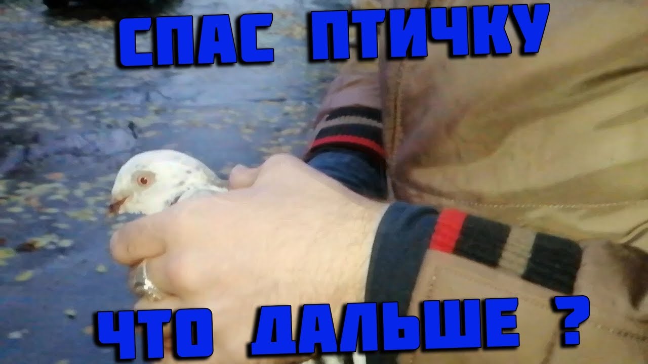 Птичкам от владика владику от птичек картинка прикол