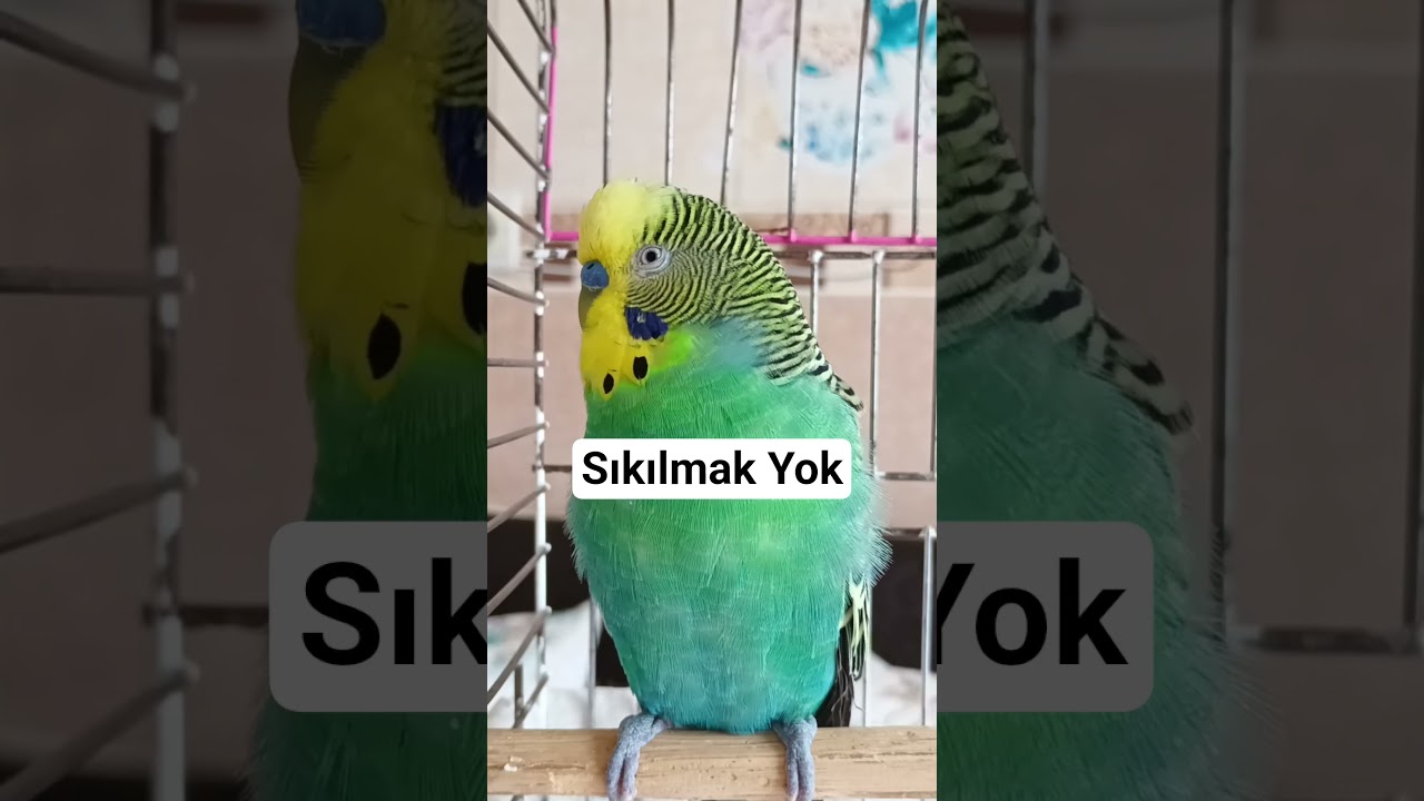 Muhabbet Kuşun Sıkılıyor mu? Bunu Aç #budgies #talkingparot #muhabbetkuşu #vogel #parrot