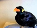 あべちゃん:ちゃんと電話に出てみた