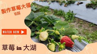 Sexy food大湖草莓季開採！現摘鮮甜草莓，挑戰自製爆餡草莓大福！#爆餡草莓大福#草莓控天堂#手作甜點挑戰
