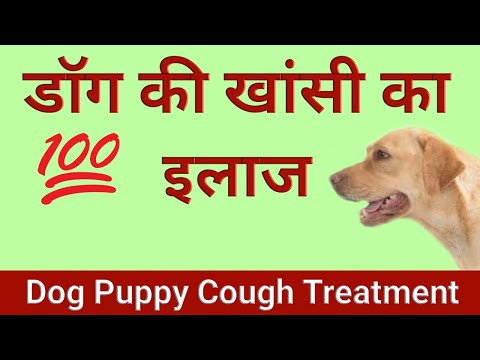 वीडियो: कुत्ते की खाँसी - कुत्तों के इलाज में खाँसी