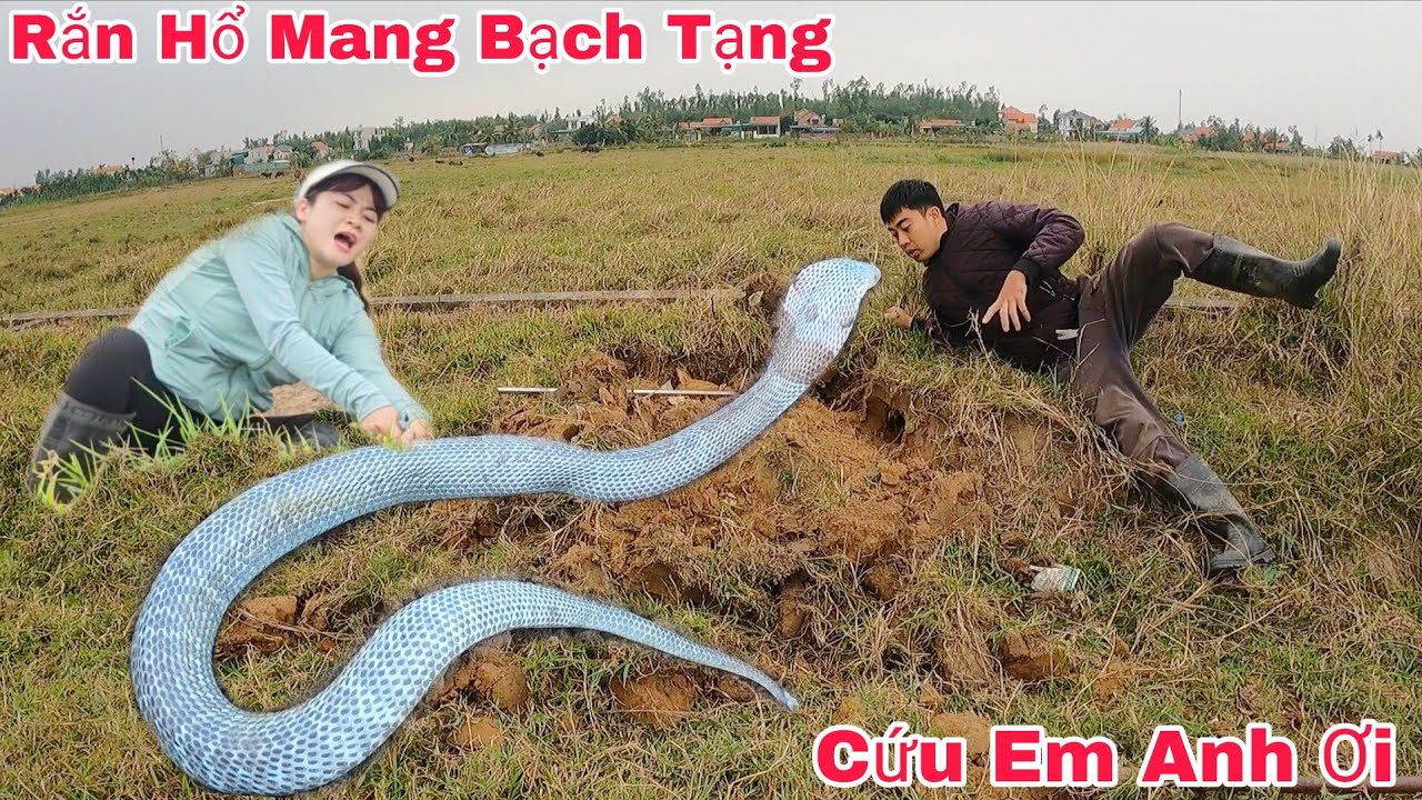 Phát Hiện 1 Con Rắn Hổ Mang Chúa Nặng 5kg Trong Cống Thoát Nước Khiến Cả Làng Bỏ Chạy