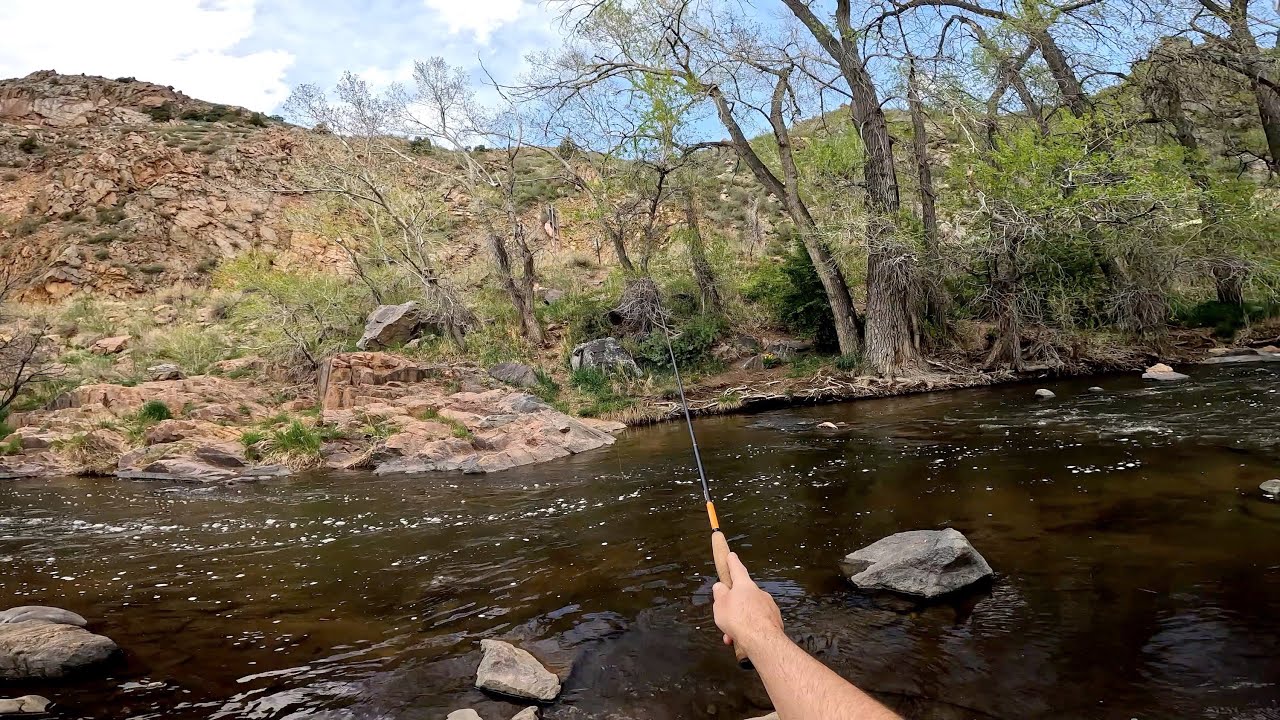 Tenkara Fly Fishing Small Creek in Colorado Spring Brownie (4K HD) YouTube