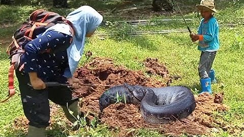 Sarang Ular Python Bogel kembali di temukan  #ularbesar #animals #pythoncurtus