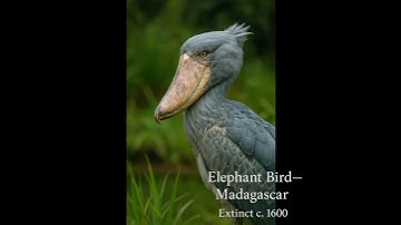 A.I. Recreation - A Tribute to Extinct Species (Part 2) #wildlife  #animals  #birds  #wildliferescue