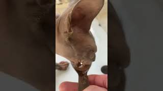 One of the most tastiest cat treats ever.