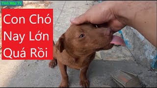 Những Con Chó Tội Nghiệp Của Tôi Mà Các Bạn Muốn Xem | Tính Mập Tv