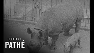 The Cutest Zoo Ever! Baby Rhino! Baby Hippo! Baby Wallaby!
