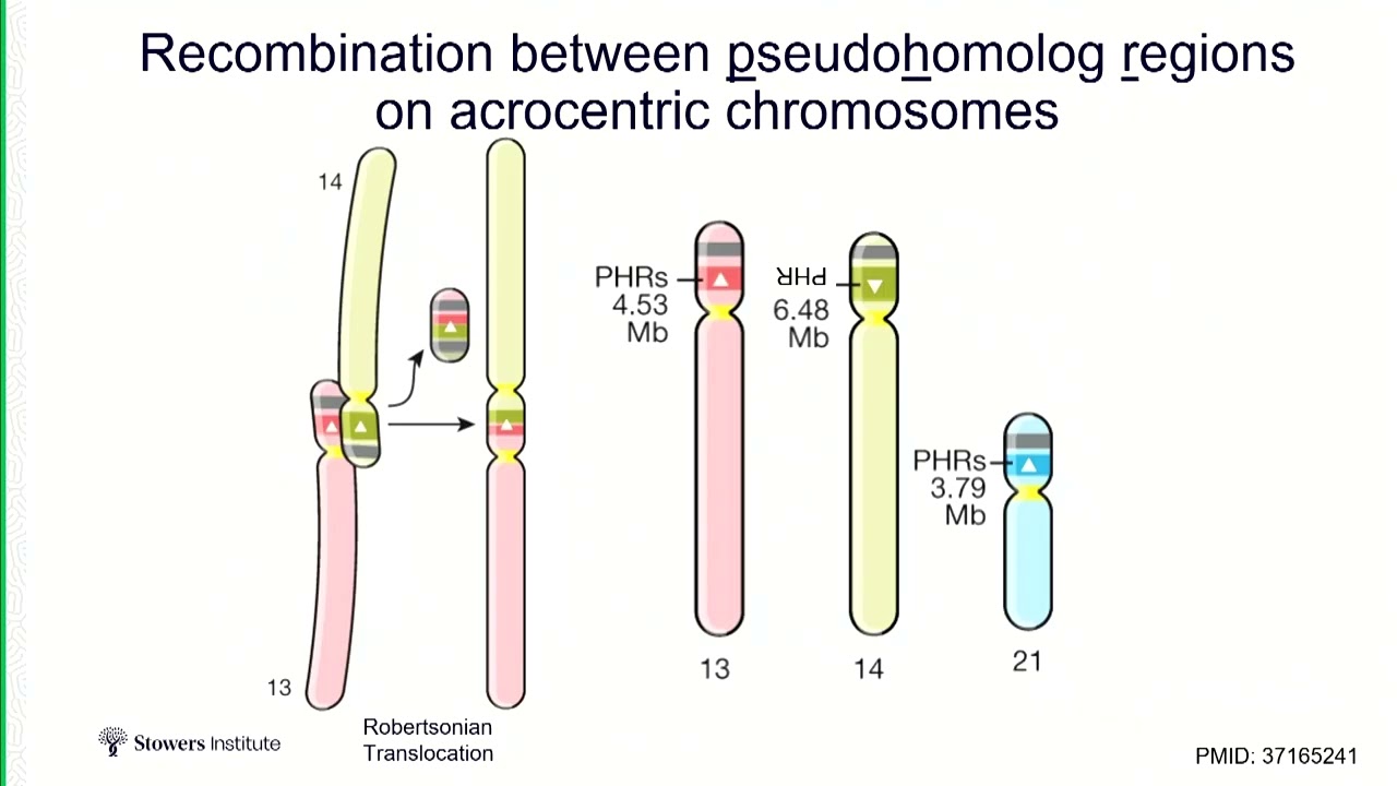 Jennifer Gerton - Session 5: Maintenance of Genome Stability