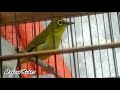 Dakun Malang Volume Yesss Omkicau(.mp3 .mp4) Mp3 - Mp4 Download
