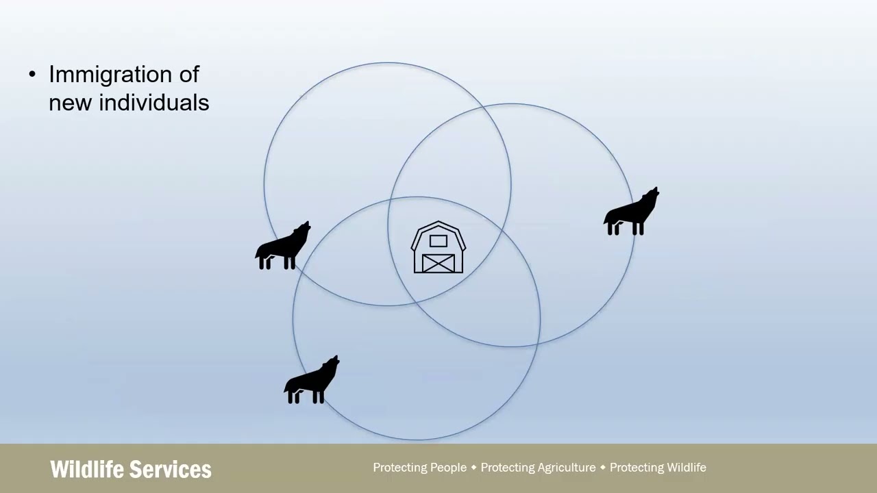 Управление популяциями хищников: Проект Министерства сельского хозяйства США по экологии и поведе...