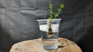 Nếu bạn biết điều này,bạn sẽ nhân giống bằng cách giâm cành rất nhiều loại cây