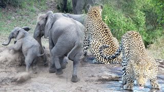 ELEPHANT calf can't get up riverbank 🐘