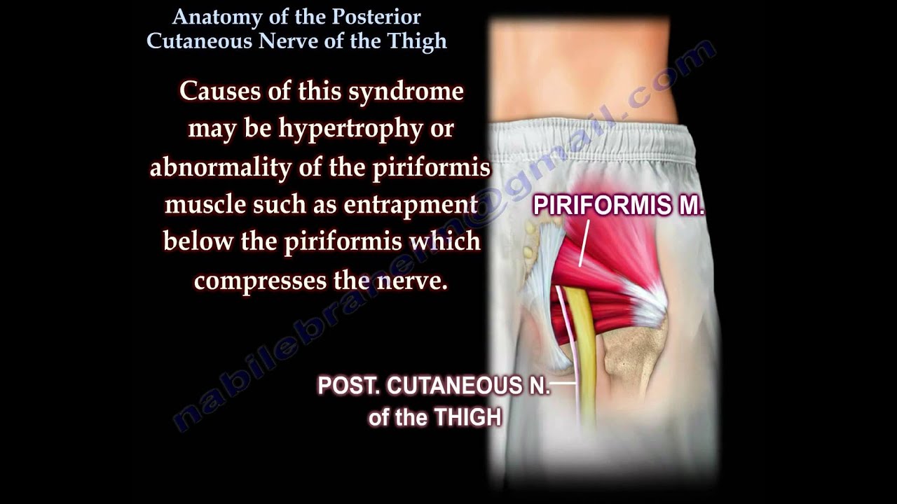 Posterior Cutaneous Nerve Of The Thigh - Everything You Need To Know