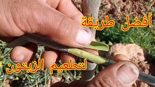 طريقة تطعيم شجرة الزيتون بالعين.Method of grafting the olive tree with the eye 