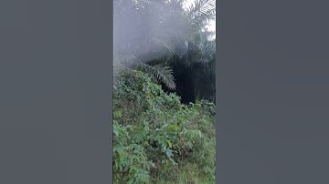 pam iol tree