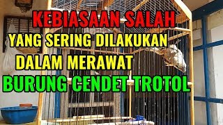 JANGAN LAKUKAN INI PADA BURUNG CENDET TROTOL