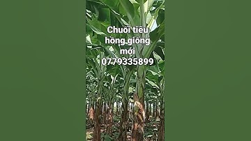 cung cấp cây chuối tiêu hồng giống mới 0779335899