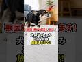 犬の逆くしゃみ、こんな時は放置しないで!