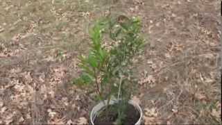 Trees grow from mulch from forest floor
