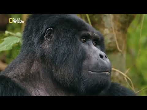 Видео: Дикая Уганда 2020 Discovery