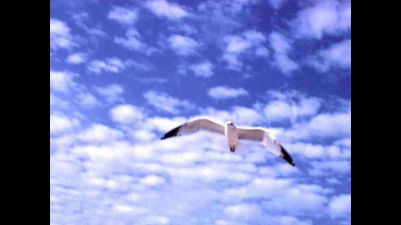 Nomadi La libertà di volare